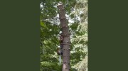 Edwards Tree Service