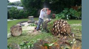 Corpus Christi Tree Care