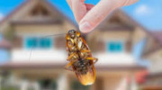 123 Pest Control-Baltimore