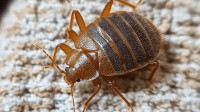 Bed Bug Treatment