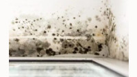 Mold Damage Restoration