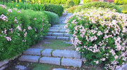 Ferrante Brothers Landscaping