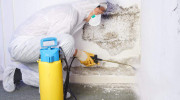 Mold Removal Remediation Solutions