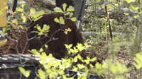 Septic Maintenance