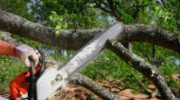Foree Tree Service